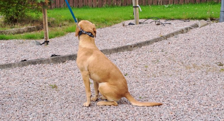 Golden labrador