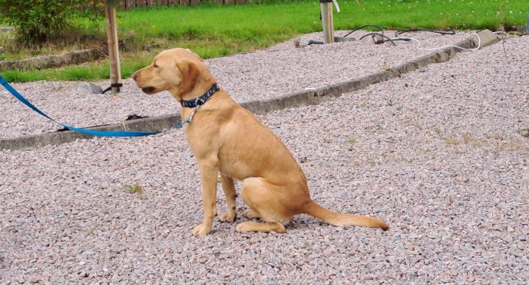 Golden labrador