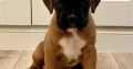 Excellent pedigree ikc boxer pups