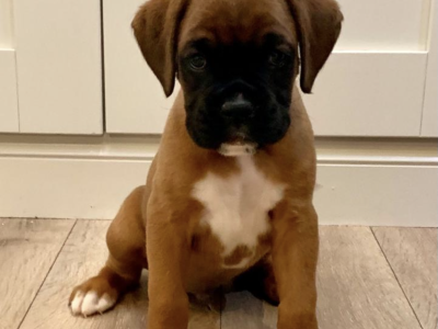 Boxer Puppies for Sale in Dublin – IKC Registered