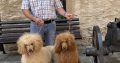 Poodle Dogs For Sale