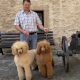 Poodle Dogs For Sale