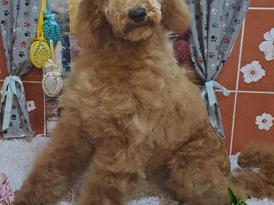 Red Poodles for Sale in Newport – Playful Pups