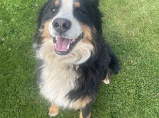 Bernese Mountain Dog Male