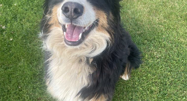 Bernese Mountain Dog Male