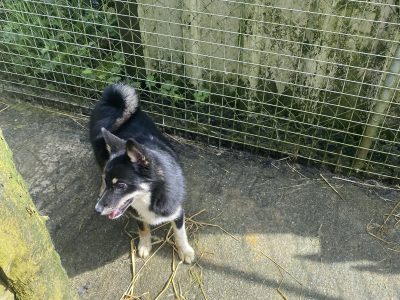 Pomsky for sale in Carrickerry – Unique Breed