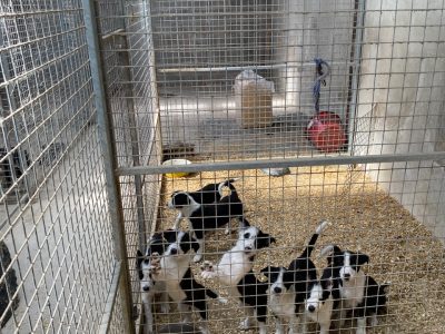 Border Collie Puppies in Dunleer – Playful Pups