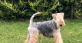Pedigree ikc Lakeland terrier pups for sale