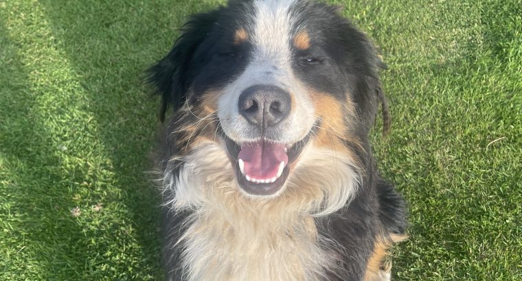 Bernese Mountain Dog Male