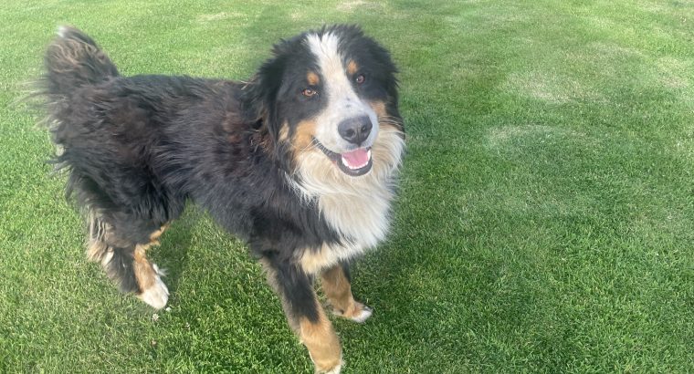 Bernese Mountain Dog Male