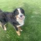 Bernese Mountain Dog Male