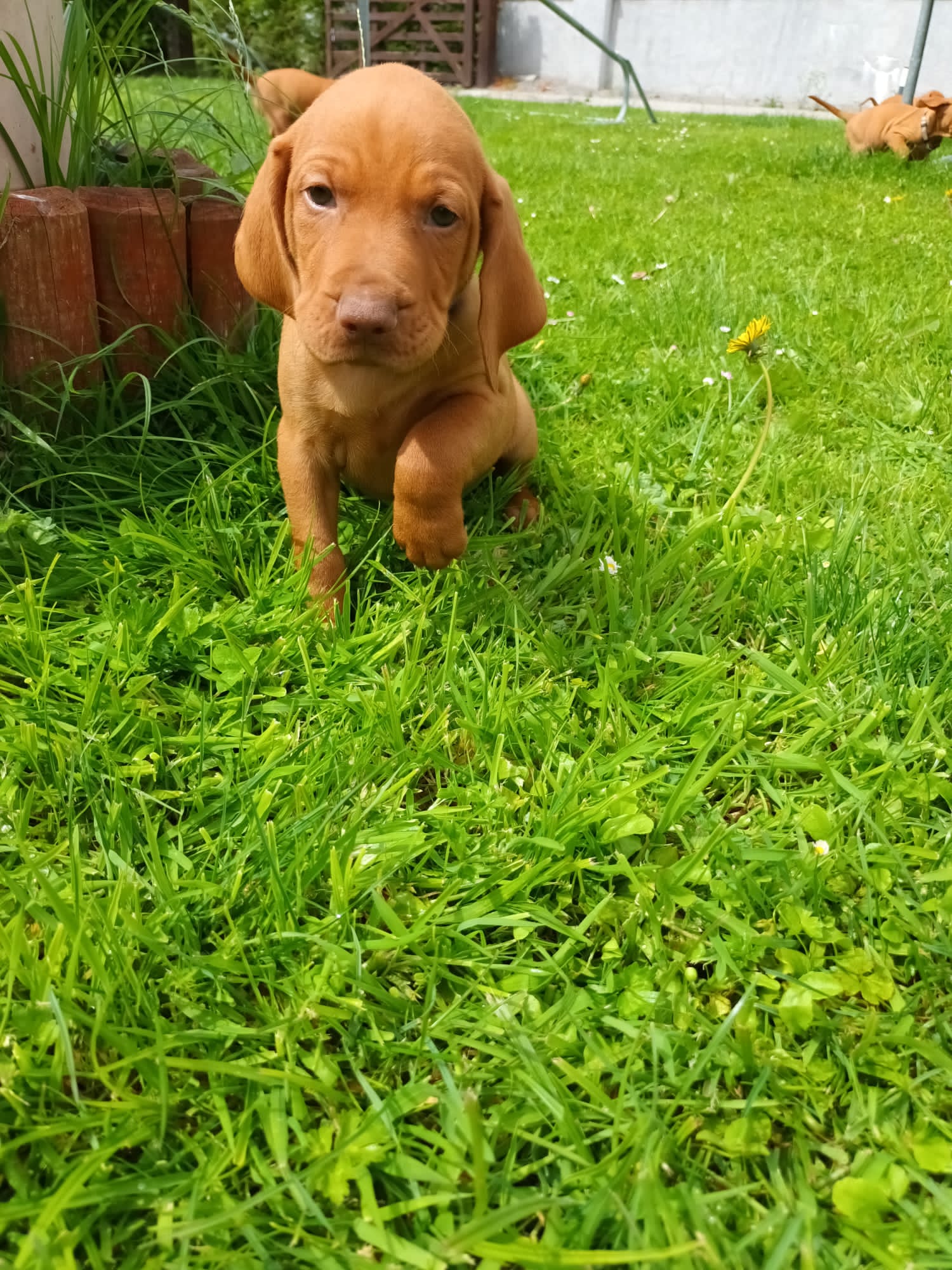 Hungarian Vizsla Dogs For Sale Ireland