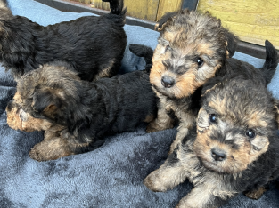 Pedigree ikc Lakeland terrier pups for sale