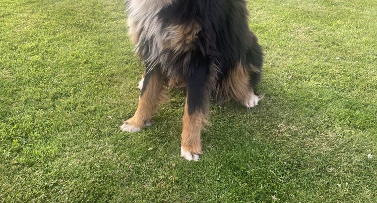 Bernese Mountain Dog Male