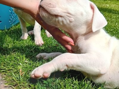 Dogo Argentino Puppies in Tyrrelstown – IKC