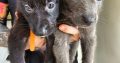 Pure breed German Shepherd puppies for sale