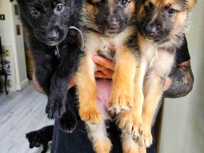 German Shepherd Puppies in Tallaght – Unique Colors