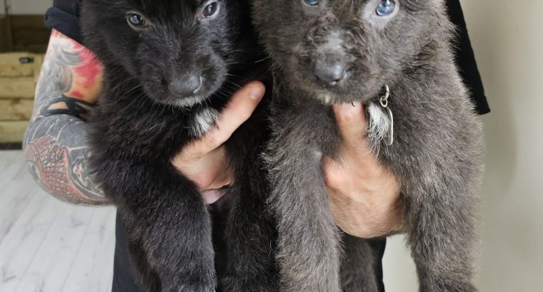 Pure breed German Shepherd puppies for sale