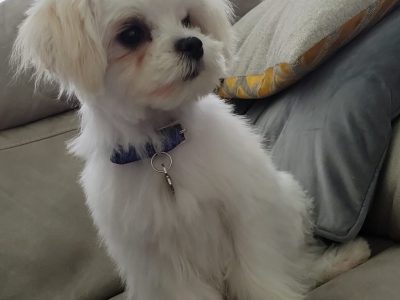 Maltese Puppies for Sale in Kilcock – IKC Registered