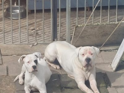 Dogo Argentino Puppies for Sale in D15 – IKC