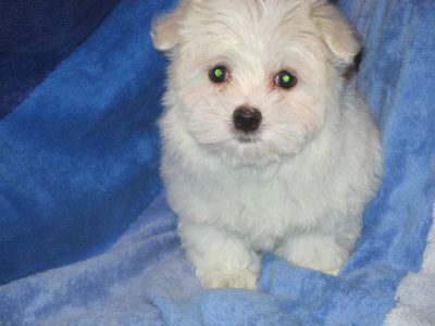Maltese Puppies in Cork – Gentle & Playful