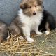 Rough collie pups for sale