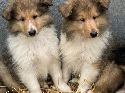 Rough Collie Pups in Kilmallock – IKC Registered