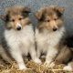 Rough collie pups for sale