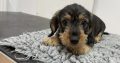 Minuture dachshund Wired hair puppy