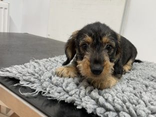 Minuture dachshund Wired hair puppy