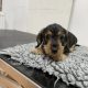 Minuture dachshund Wired hair puppy