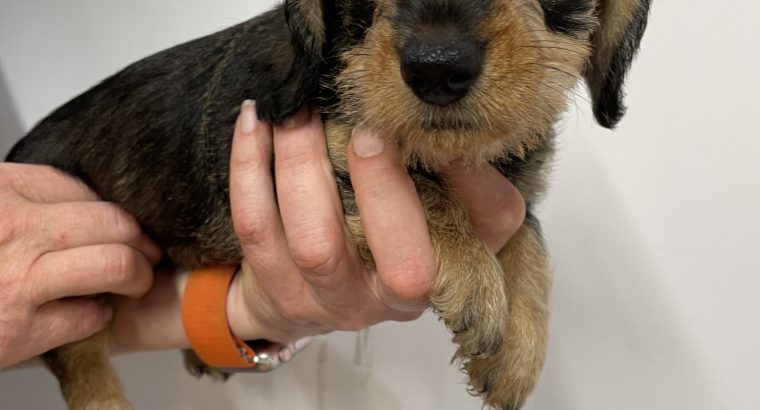 Minuture dachshund Wired hair puppy