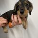 Minuture dachshund Wired hair puppy