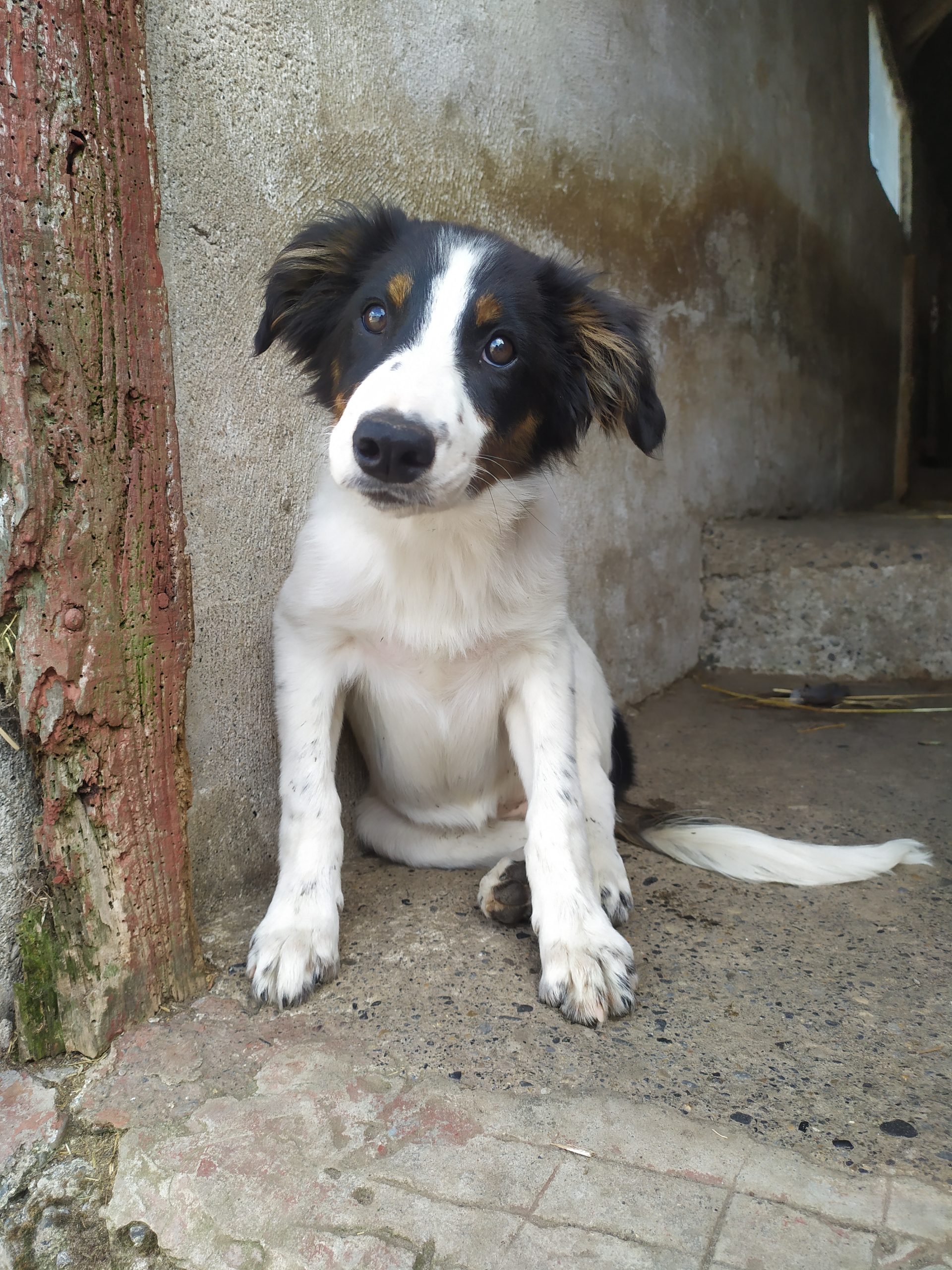 Collie Sheepdog Pups For Sale Dogs For Sale Ireland