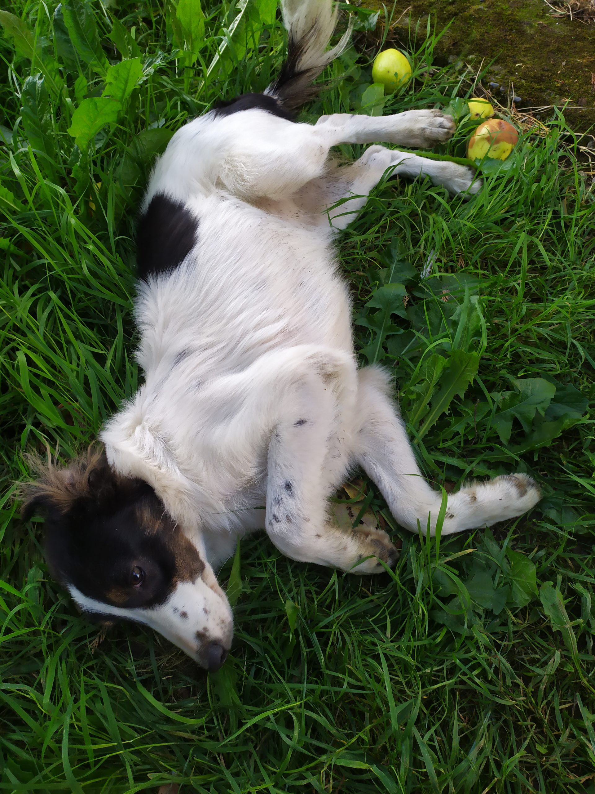Collie Sheepdog Pups For Sale Dogs For Sale Ireland