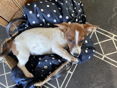 Playful Jack Russell Puppies in Limerick