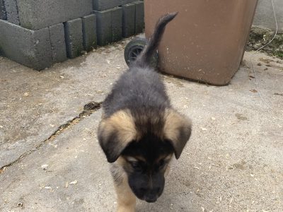 German Shepherd Puppies in Castleheights