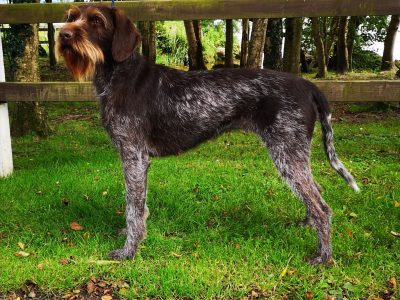German Wirehaired Pointer Puppies in East Clare