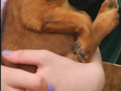 Cockapoo Puppies for Sale in Mayo