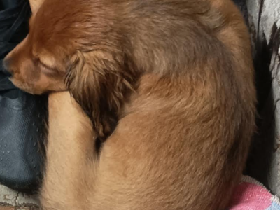 Gold Cockapoo Puppies for Sale in Westport
