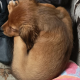 Cockapoo/ Pomeranian Puppies