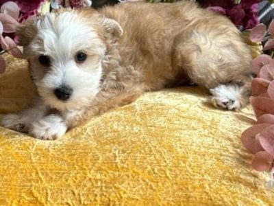 Chinese Crested Puppies for Sale in Meath