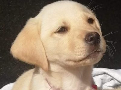 Labrador Puppies for Sale in Ballinrobe
