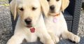 Stunning Labrador Puppies