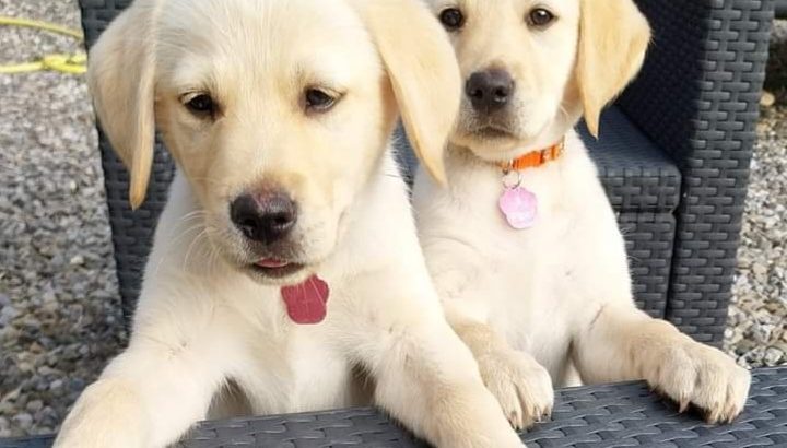 Stunning Labrador Puppies