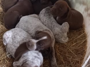 CHOCOLATE and mixed colour GSP puppies