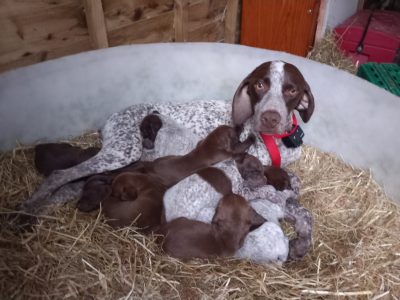 GSP Puppies for Sale in Killarney – Family Pups
