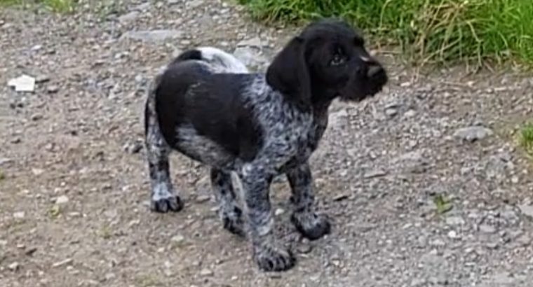 German Wirehaired Pointer Puppies for Sale
