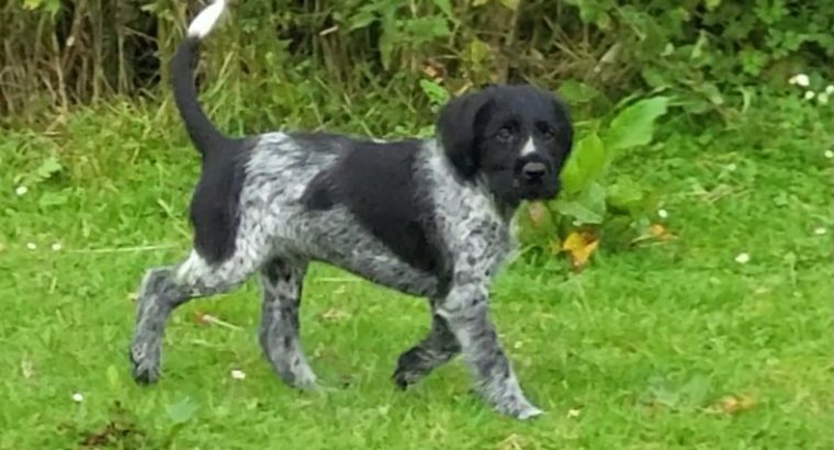 German Wirehaired Pointer Puppies for Sale