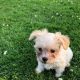 Maltese Cross Puppies for Sale